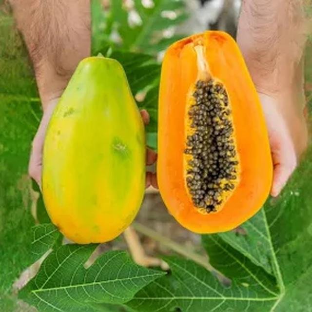 PAPAYE