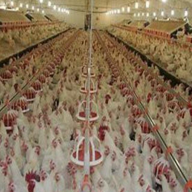 3-5 BÂTIMENTS DE  
30.000 POULES PONDEUSES  CHACUN